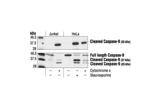 Cleaved Caspase-9 (Asp315) Antibody