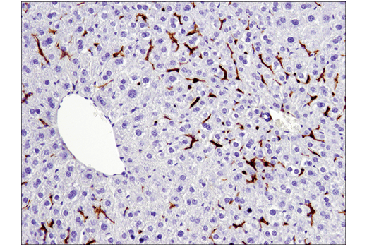 Mouse Immune Cell Phenotyping IHC Antibody Sampler Kit