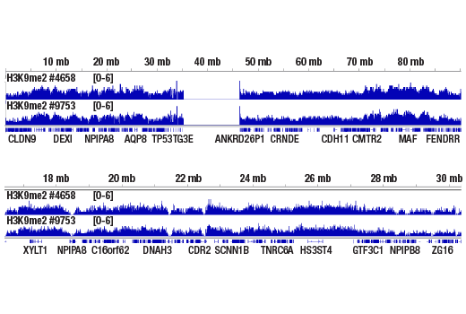 Methyl-Histone H3 (Lys9) Antibody Sampler Kit