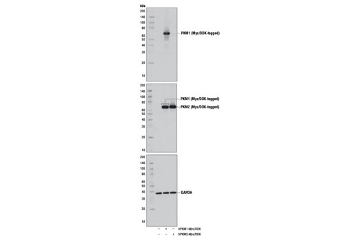 PKM1 (D30G6) XP ®  Rabbit mAb