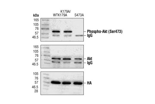 Phospho-Akt (Ser473) Antibody