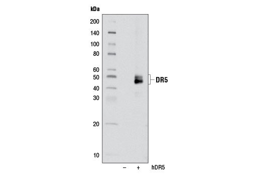 Death Receptor Antibody Sampler Kit