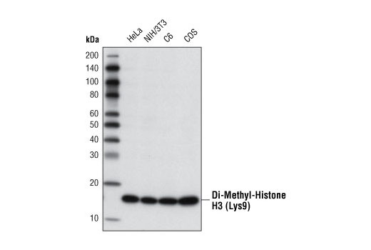 Di-Methyl-Histone H3 (Lys9) (D85B4) XP ®  Rabbit mAb