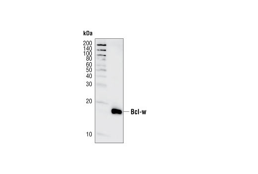 Pro-Survival Bcl-2 Family Antibody Sampler Kit II