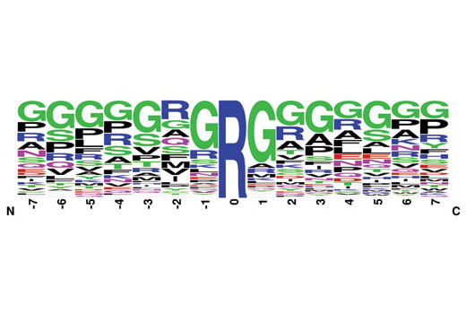 PTMScan ®  Symmetric Di-Methyl Arginine Motif [sdme-RG] Kit