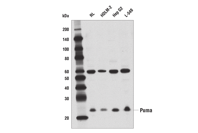 Pro-Apoptosis Bcl-2 Family Antibody Sampler Kit