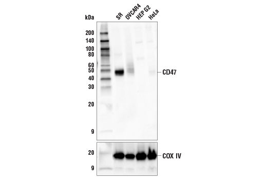 CD47 (D3O7P) Rabbit mAb (BSA and Azide Free)