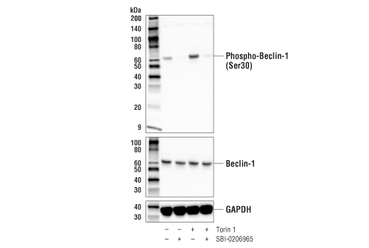PhosphoPlus ®  Beclin-1 (Ser30) Antibody Duet