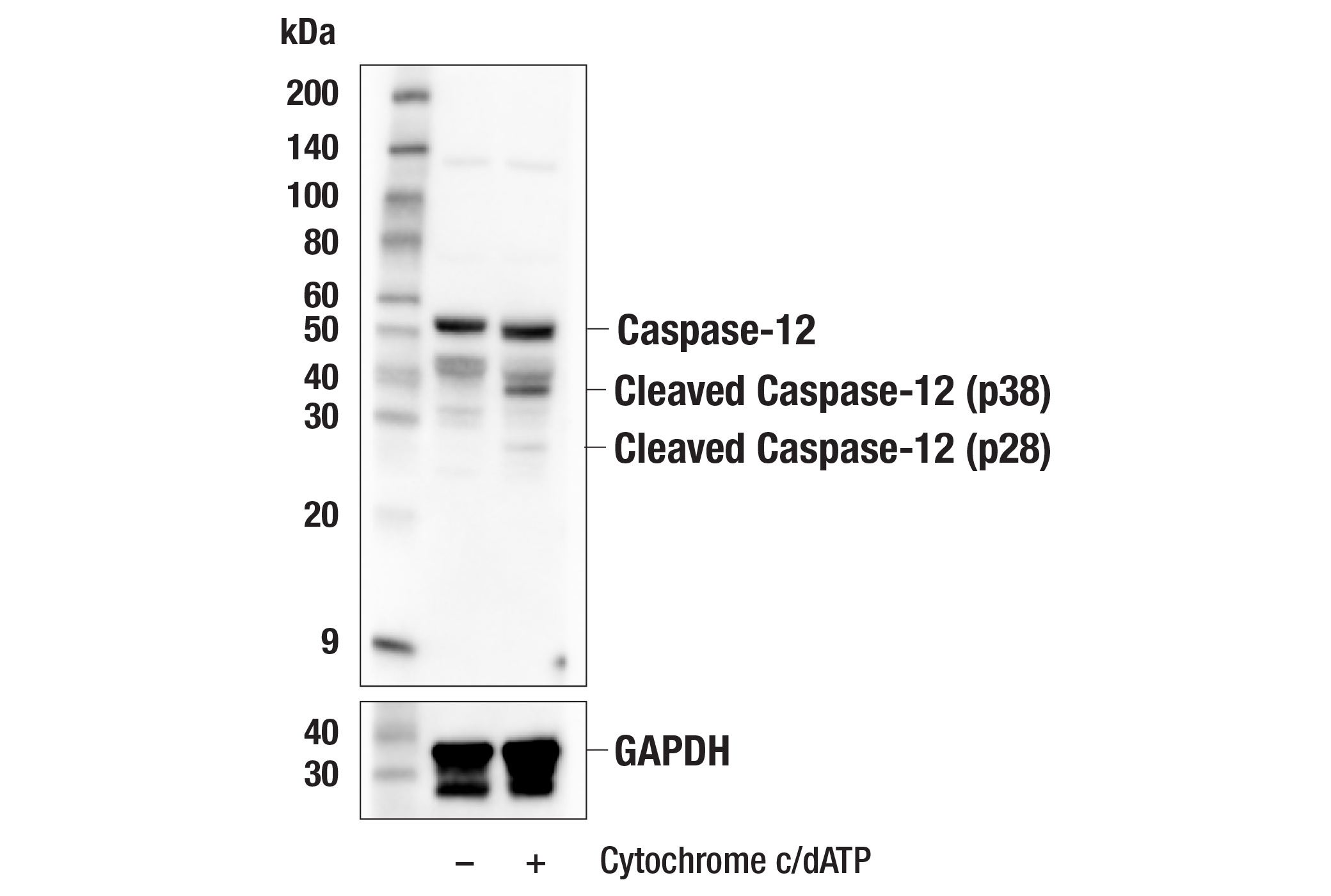 Apoptosis Antibody Sampler Kit (Mouse Preferred)