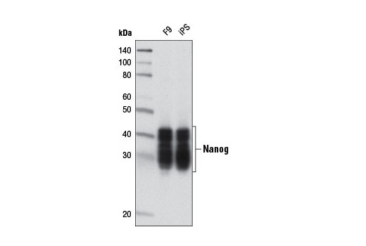 Nanog (D2A3) XP ®  Rabbit mAb