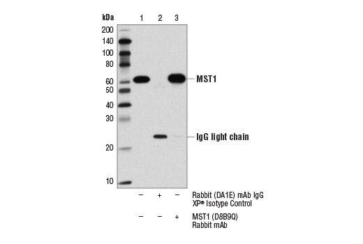 Hippo Pathway: Upstream Signaling Antibody Sampler Kit