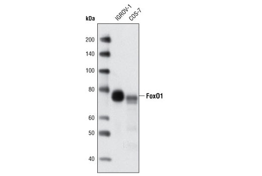 FoxO1 (C29H4) Rabbit mAb