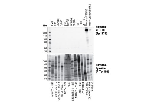 Angiogenesis Antibody Sampler Kit