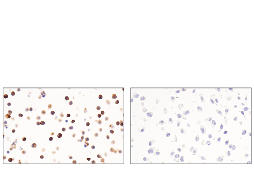 Exosomal Marker Antibody Sampler Kit