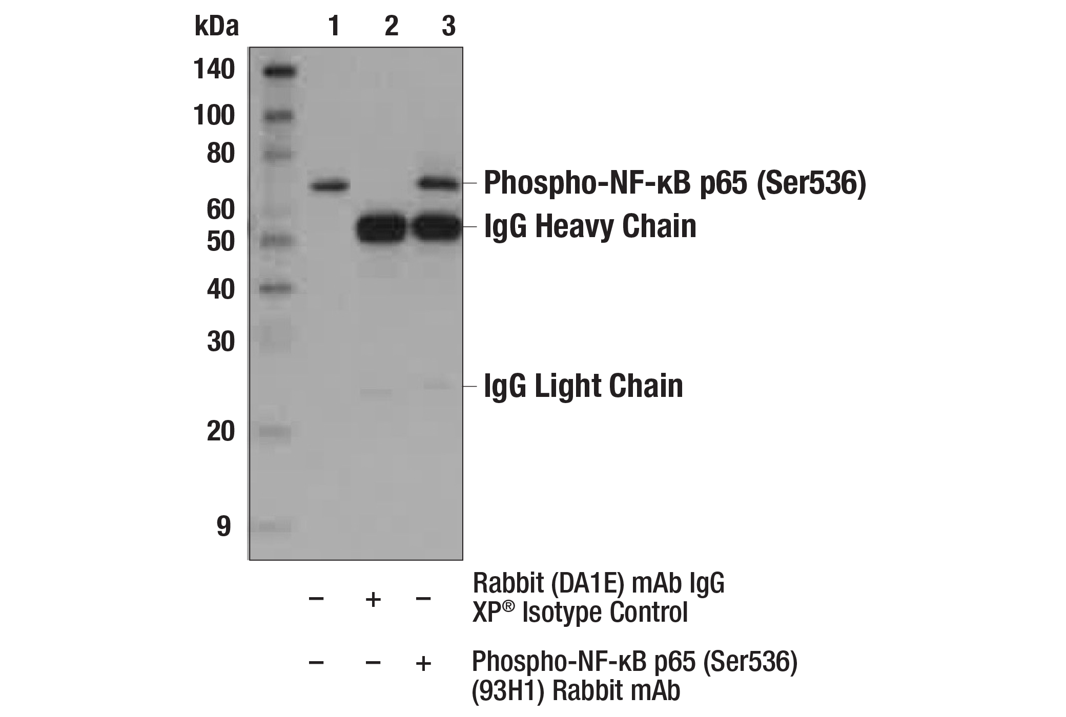 NF-kappaB Pathway Antibody Sampler Kit