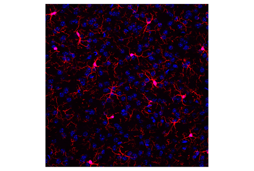 Iba1/AIF-1 (E4O4W) XP®Rabbit mAb (Alexa Fluor® 594 Conjugate)