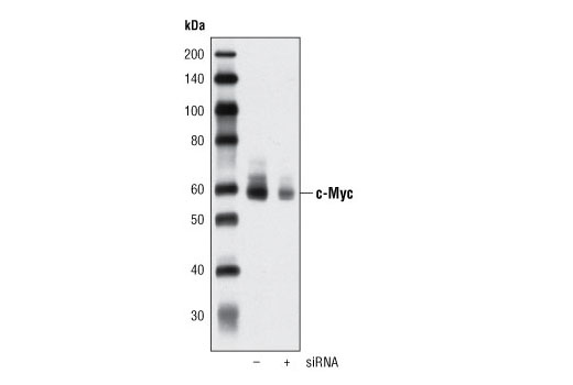 Notch Activated Targets Antibody Sampler Kit