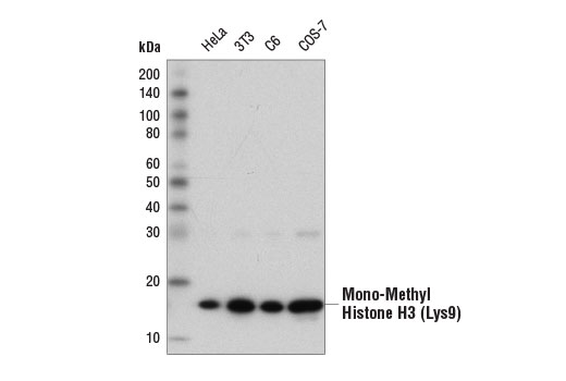 Methyl-Histone H3 (Lys9) Antibody Sampler Kit