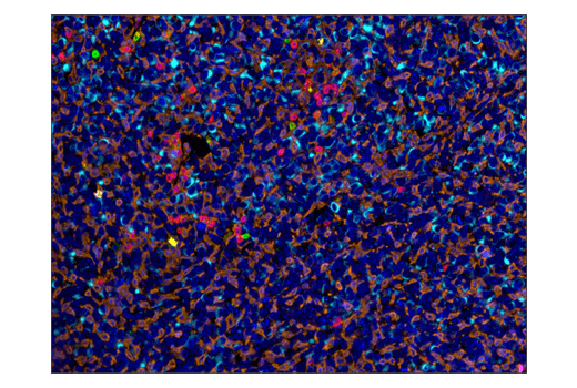 Mouse Immune Cell Phenotyping IHC Antibody Sampler Kit
