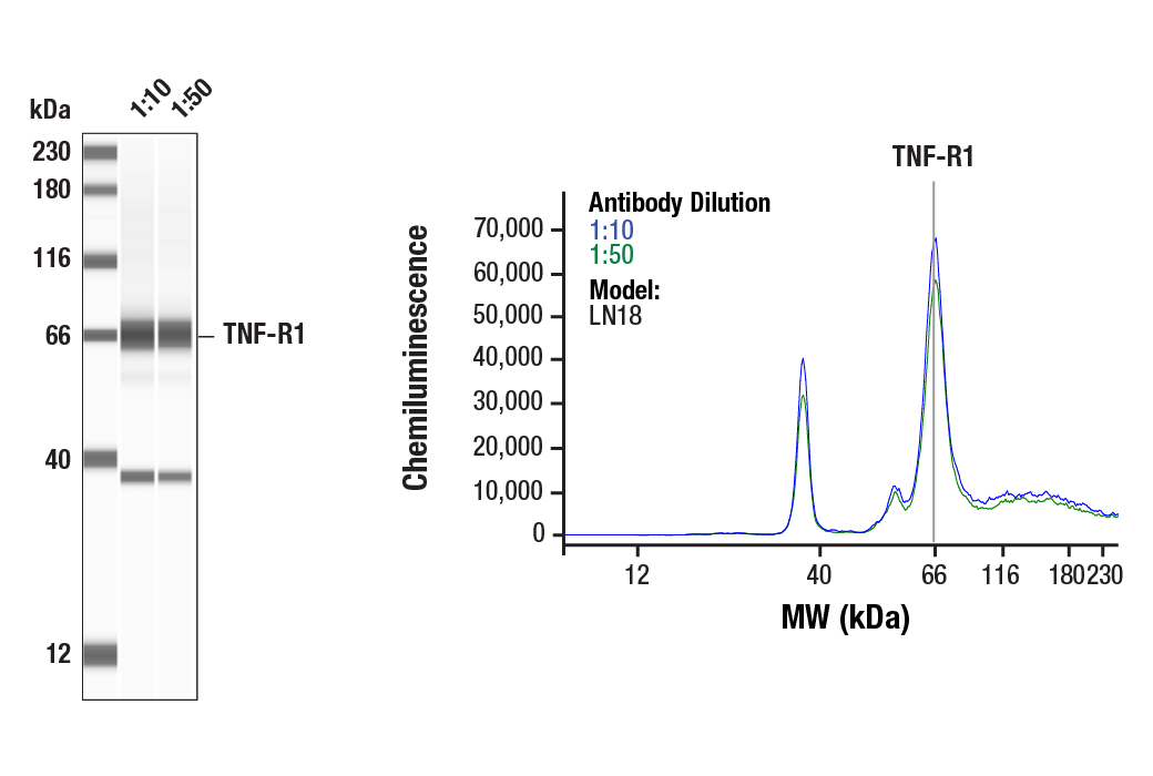 Death Receptor Antibody Sampler Kit