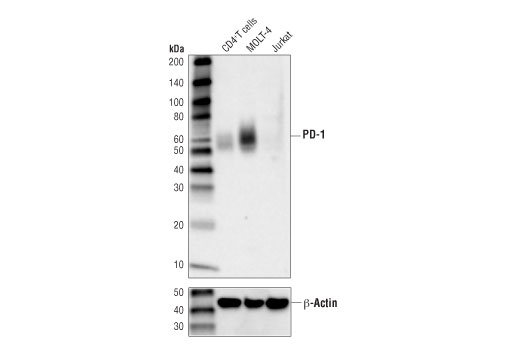 PD-1 (Intracellular Domain) (D4W2J) XP ®  Rabbit mAb