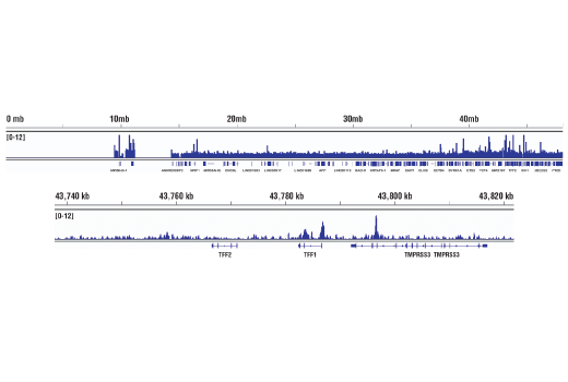 Class I HDAC Antibody Sampler Kit