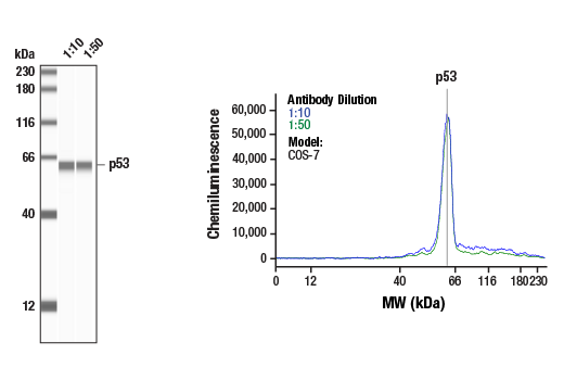 p53 (7F5) Rabbit mAb