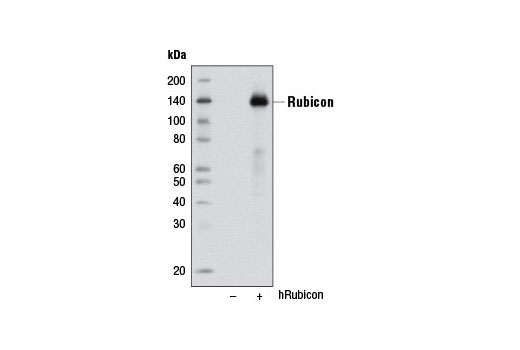 Rubicon (D9F7) Rabbit mAb