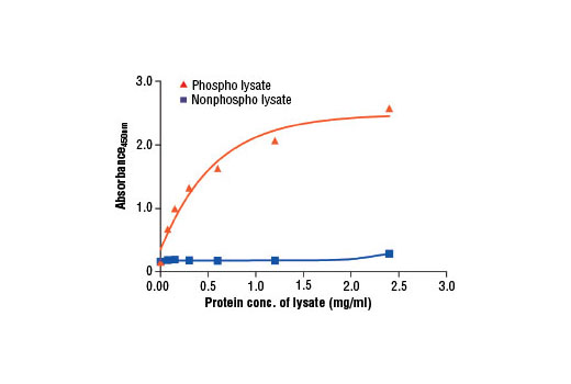 PathScan ®  RP Phospho-c-Abl (Tyr412) Sandwich ELISA Kit