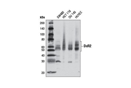 Death Receptor Antibody Sampler Kit