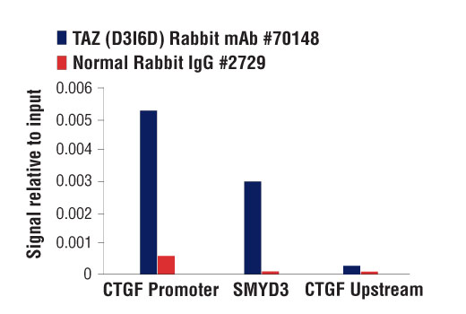 Hippo Pathway: Upstream Signaling Antibody Sampler Kit