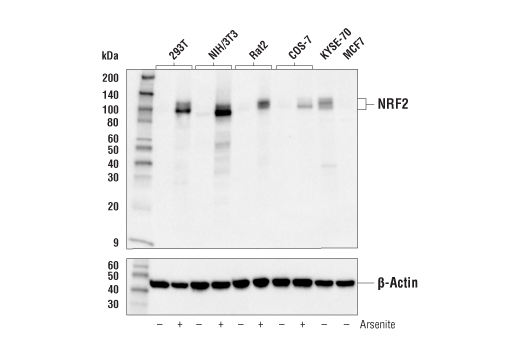 NRF2 (E5F1A) Rabbit mAb