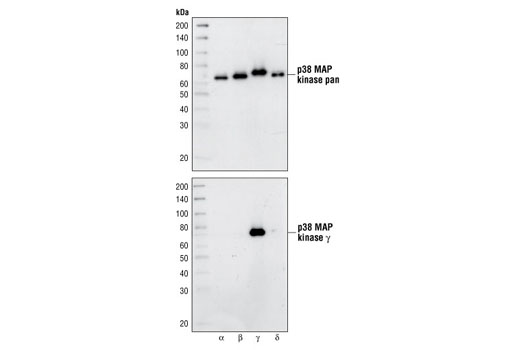 p38 MAPK Isoform Activation Antibody Sampler Kit