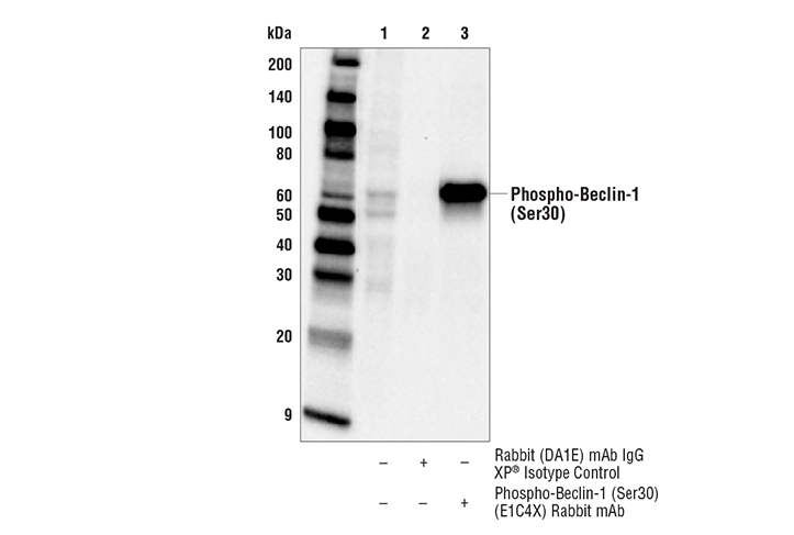PhosphoPlus ®  Beclin-1 (Ser30) Antibody Duet