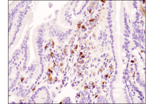 Mouse Immune Cell Phenotyping IHC Antibody Sampler Kit