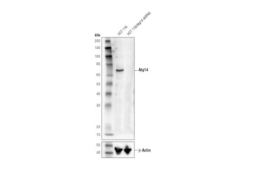 Beclin-1 Complex Antibody Sampler Kit