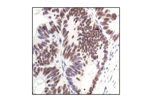 p53 Antibody Sampler Kit