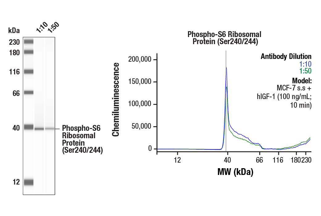 Phospho-S6 Ribosomal Protein (Ser240/244) (D68F8) XP ®  Rabbit mAb