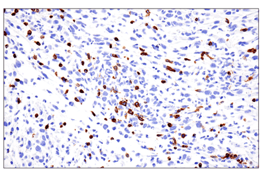 Mouse Immune Cell Phenotyping IHC Antibody Sampler Kit