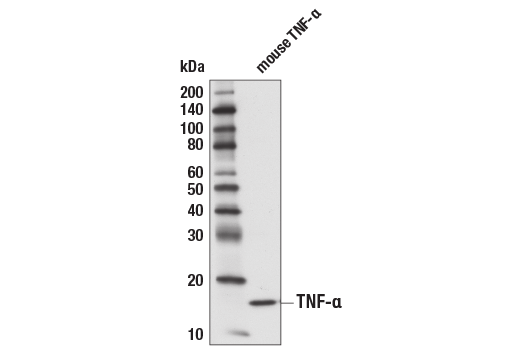 TNF-alpha (D2D4) XP ®  Rabbit mAb