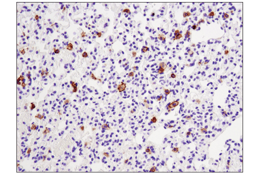 Mouse Immune Cell Phenotyping IHC Antibody Sampler Kit