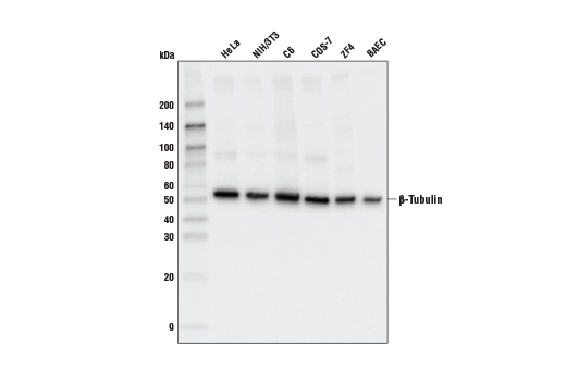 beta-Tubulin Antibody