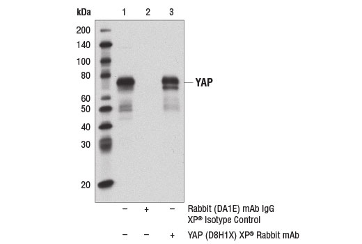 Hippo Pathway: Upstream Signaling Antibody Sampler Kit