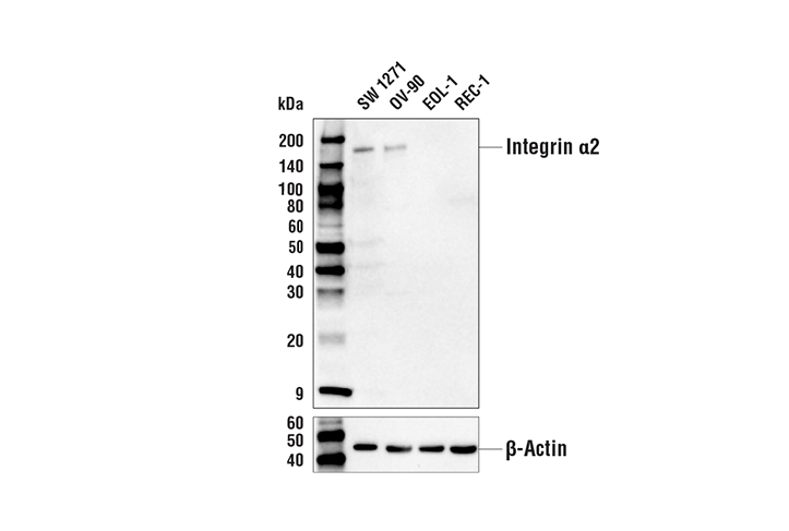 Integrin alpha2 Antibody