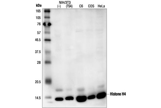 Histone H4 Antibody