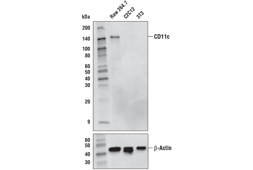 Mouse Immune Cell Phenotyping IHC Antibody Sampler Kit