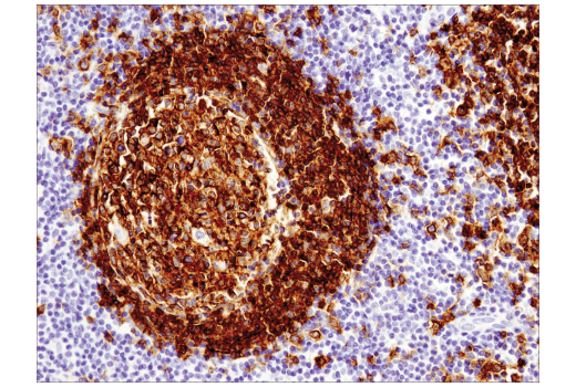 Mouse Immune Cell Phenotyping IHC Antibody Sampler Kit