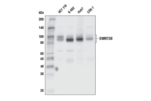 DNMT3B (E8A8A) XP ®  Rabbit mAb