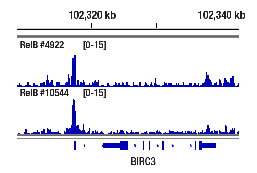 NF-kappaB Family Antibody Sampler Kit II