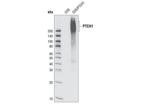Hedgehog Signaling Antibody Sampler Kit